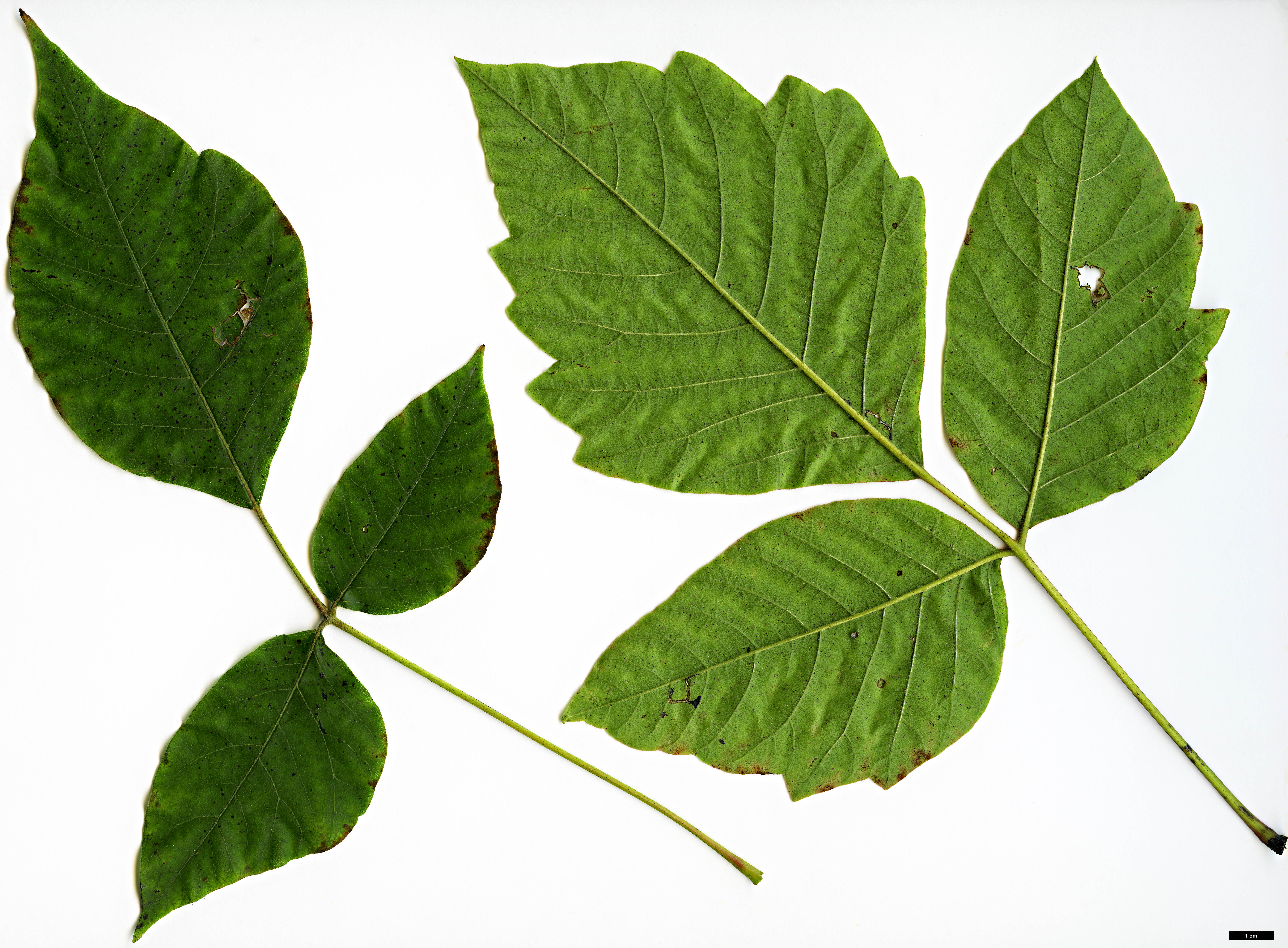 High resolution image: Family: Anacardiaceae - Genus: Rhus - Taxon: radicans